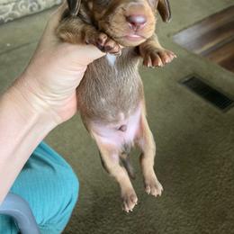 Red - Red male Dachshund puppy in Brave, Pennsylvania from Maple Moon Mini Dachshunds