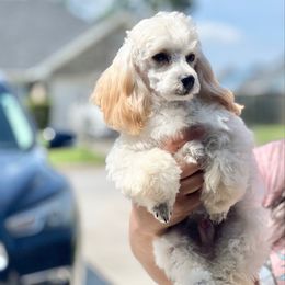 Apollo - Cream male Poodle puppy in Hephzibah ( Richmond County ), Georgia from Healing Pawz LLC