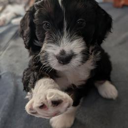 Aussiedoodle Puppies from Ridgeview Aussiedoodles