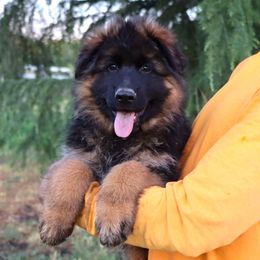 Boy 1 - Black and red male German Shepherd puppy in Stockton, California from Zaragoza German Shepherds