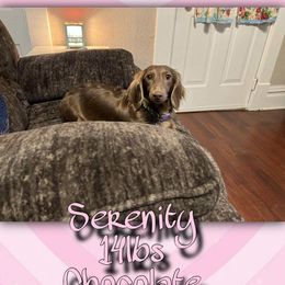 Serenity - Dachshund