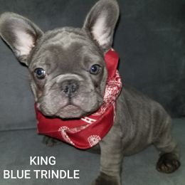 French Bulldog Puppies from Rock Island Frenchies of Texas