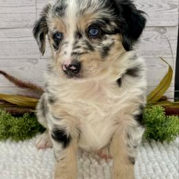 Jovie - Blue merle female Australian Shepherd puppy in Thornton, Colorado from 303 Aussies