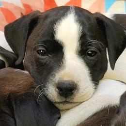 Veronica Mars - Black and white female Jack Russell Terrier puppy in California from Kimberlite