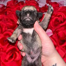Cupid - Fawn male Pug puppy in Greenfield, Missouri from Curly Tail Kennels & More