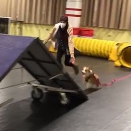 Pembroke Welsh Corgi Puppies from Outlands Corgis