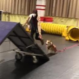 Pembroke Welsh Corgi Puppies from Outlands Corgis