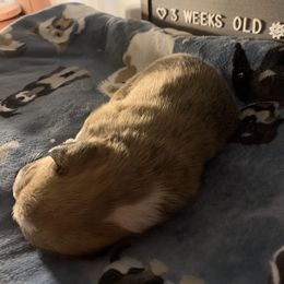 American Corgi Puppies from Mac-Kuz Kennels