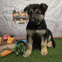 Samantha - Black and tan female German Shepherd puppy in Linden, Pennsylvania from Legacy Lane Kennels