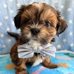 Randy - Red male Shih Tzu puppy in Hemet, California from Aloha Shih Tzu