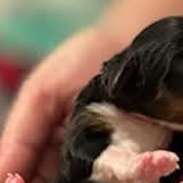 Bernedoodles, Goldendoodles, and Poodles from Donnasdoodlebugs