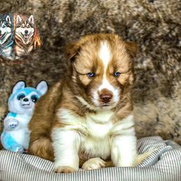 Balerion - Siberian Husky puppy from Siberian's Of Fire And Ice
