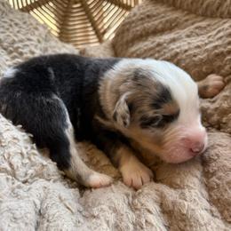 Theo - Blue merle male Australian Shepherd puppy in Grants Pass, Oregon from Carmel Mountain Aussies