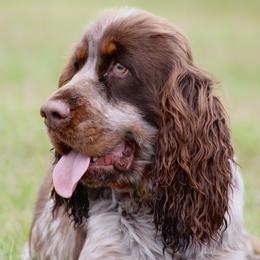 Legend - English Springer Spaniel