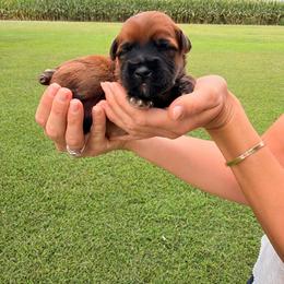 Thor - Wheaten male Soft Coated Wheaten Terrier puppy in Illinois from Sarabeth's Friendly Pups