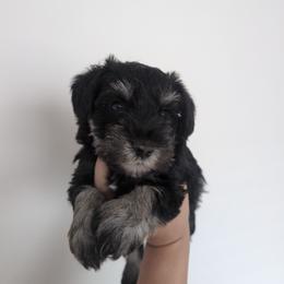 Light Blue - Black and silver female Miniature Schnauzer puppy in Thomasville, North Carolina from J&J's Future Horizons Kennel
