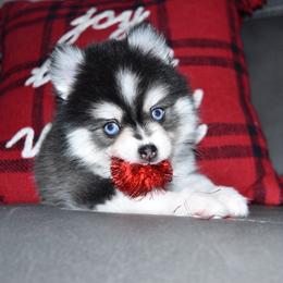 Onyx - Black and white male Pomsky puppy in Paulden, Arizona from Rose Peek Pomskies