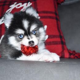 Onyx - Black and white male Pomsky puppy in Paulden, Arizona from Rose Peek Pomskies