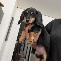 Girl 345640 - Black and tan female Dachshund puppy in Spring Hope, North Carolina from Hogan’s Lowrider Hounds