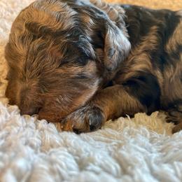 Boy 1 - Blue merle male Bernedoodle puppy in Millsap, Texas from Gaston’s Posh Poodles and Doodles