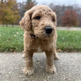 Eeyore - Brown - Red  male Goldendoodle puppy in Kent City, Michigan from Hannah Mae Doodles