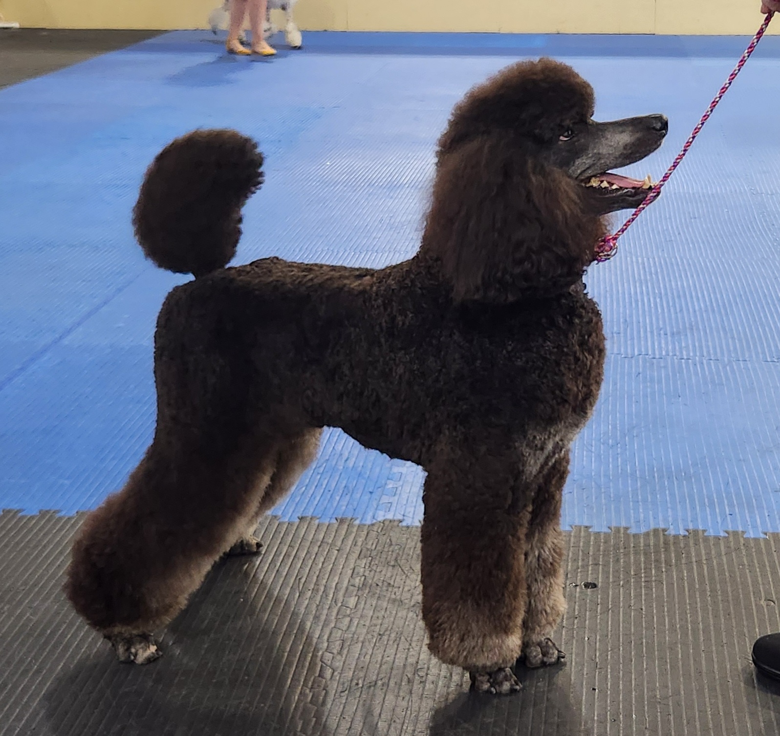 Poodle All Grown Up from Jewels Mtn Poodles