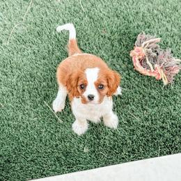 Cavalier King Charles Spaniel and Great Pyrenees Puppies from Windy Pines Ranch