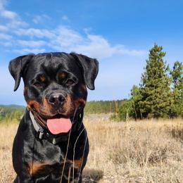 Kiva - Black and mahogany female Rottweiler puppy in Stanton, Kentucky from Vom Hause Alistair