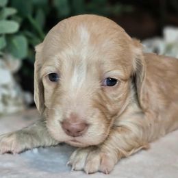 Lemon drop - Cream female Dachshund puppy in Lakeland, Florida from Buckwild Doxies