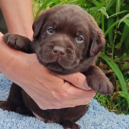 Labrador Retriever Puppies from Creek's Edge Labradors