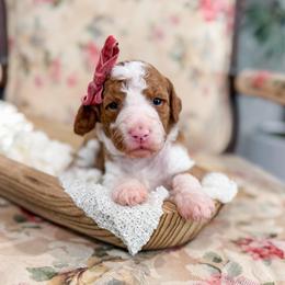 Constance - Red  female Goldendoodle puppy in Sulphur, Louisiana from Curly Q’s Of Carlyss