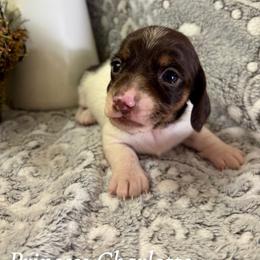 Princess Charlotte - Piebald female Dachshund puppy in Aiken, South Carolina from State Eight Dachshunds