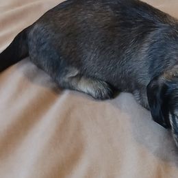Dachshunds from Dachshunds-n-doxies