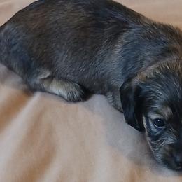 Dachshunds from Dachshunds-n-doxies