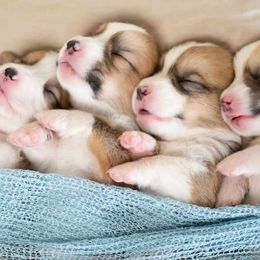 American Corgi and Pembroke Welsh Corgi Puppies from Constellation Corgi