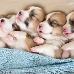 American Corgi and Pembroke Welsh Corgi Puppies from Constellation Corgi