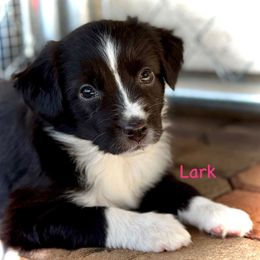 Lark - Black & white female Miniature Australian Shepherd puppy in Chino Valley, Arizona from BlueZion Aussies