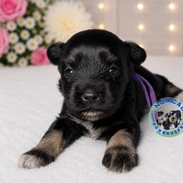 Sadie - Black and silver female Miniature Schnauzer puppy in Magalia, California from NorCal Schnauzers
