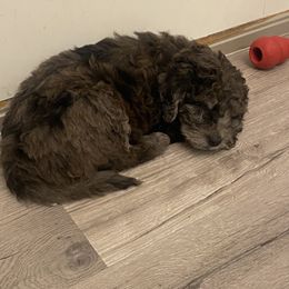 Goldendoodle Puppies from Jake Keck