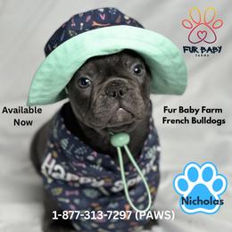 Nicholas - Blue male French Bulldog puppy in Michigan from Fur Baby Farms