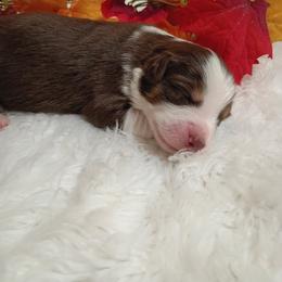 Australian Shepherd Puppies from SugarWood
