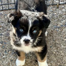 Holly Christmas blue eyes - Black tri female Miniature Australian Shepherd puppy in Charlestown, Indiana from Forever Aussies and A Doodle