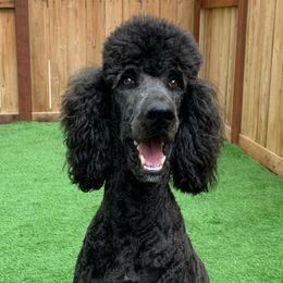 Phoebe - Poodle
