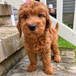Marina - Red  female Goldendoodle puppy in Camden, North Carolina from Oopsie Doodles of NC