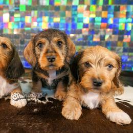 American Corgi, Dachshund, and Pembroke Welsh Corgi Puppies from Shining A Lowriders & Co.