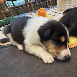 Boy 1 - male Scottish Collie puppy in Newcastle, Wyoming from Sundance Scottish-Colleys