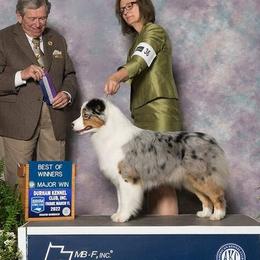 Pearl - Australian Shepherd