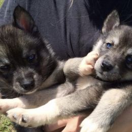 Siberian Huskies from The Husky Howls