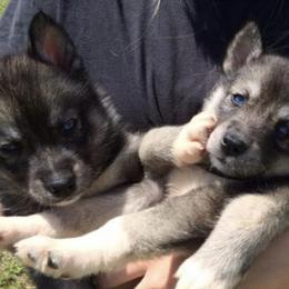 Siberian Huskies from The Husky Howls
