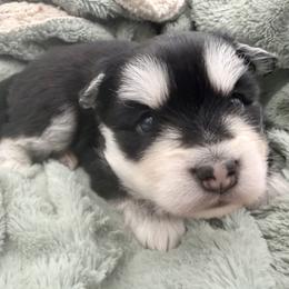 Cory - Black and white male Pomsky puppy in Auburn, Washington from Periwinkle Pomskies